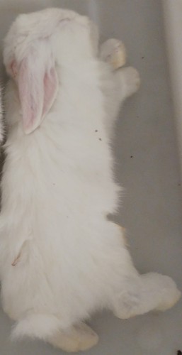 Króliki mrożone (500-900 g) 