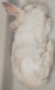 Króliki mrożone (200-500g) -1kg