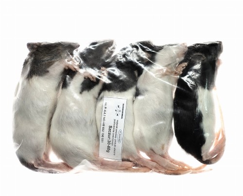 Szczur mrożony 30-60g (5szt/opak) 