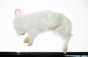 Króliki mrożone  (150-300g) 