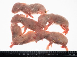 Królik mrożony osesek (35-55g) 5 szt/op