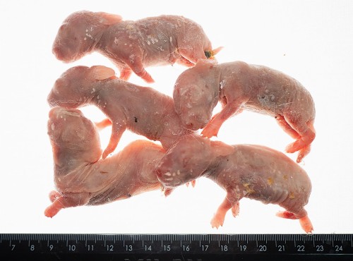 Królik mrożony osesek (35-55g) 5 szt/op