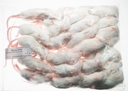 Mysz mrożona 10-15g (25szt/opak)