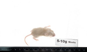 Mastomys mrożony 5-10g (10 szt/opak)   
