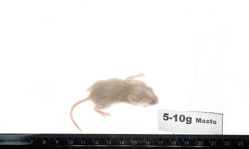Mastomys mrożony 5-10g (10 szt/opak)   