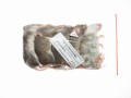 Mastomys mrożony 10-20g (5szt/opak)   