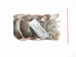 Mastomys mrożony 10-20g (5szt/opak)   