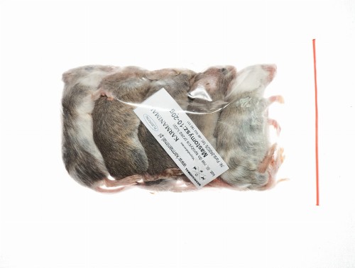 Mastomys mrożony 10-20g (5szt/opak)   
