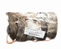 Mastomys mrożony 20-35g (5szt/opak)   