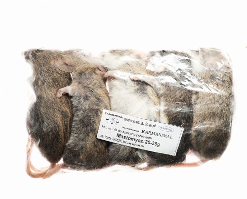 Mastomys mrożony 20-35g (5szt/opak)   
