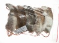 Mastomys mrożony 75-90g (5szt/opak)  