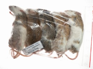 Mastomys mrożony 75-90g (5szt/opak)  