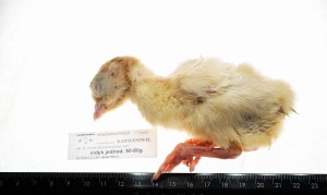 Indyk jednodniowy mrożony 50-80g - 10szt/opak.