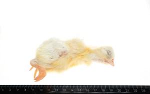 Kurczak jednodniowy mrożony 1kg  