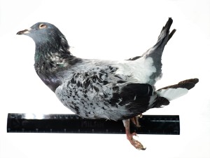 Gołąb mrożony dorosły