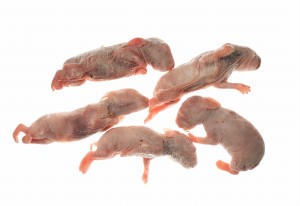 Króliki mrożone oseski  - 1 kg/opak.