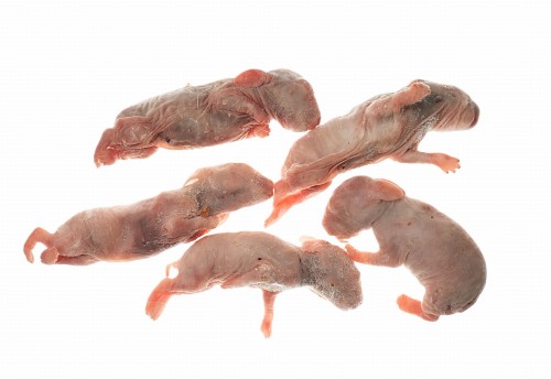 Króliki mrożone oseski  - 1 kg/opak.