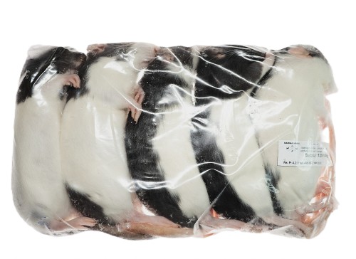 Szczur mrożony 120-150g. (5szt/opak)