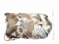 Mastomys mrożony 50-75g (5szt/opak)  