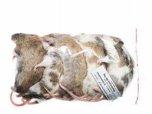 Mastomys mrożony 50-75g (5szt/opak)  