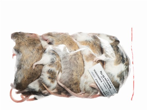 Mastomys mrożony 50-75g (5szt/opak)  