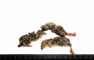 Przepiórka mrożona 1-dniowa(5-9g)- 10szt/opak.