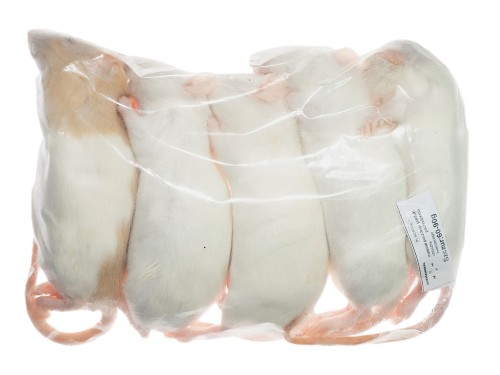 Szczur mrożony  60-90g  (opakowania 25, 50, 100 szt.)