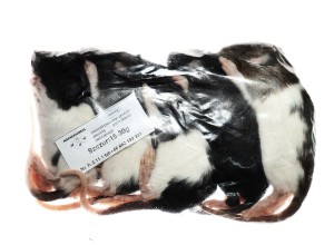 Szczur mrożony 15-30g   (opakowania 25, 50, 100 szt.)