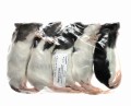 Szczur mrożony 30-60g  (opakowania 25, 50, 100 szt.)
