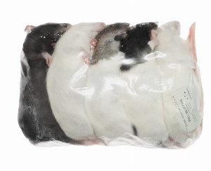 Szczur mrożony  90-120g  (opakowania 25, 50, 100 szt.)