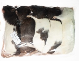 Szczur mrożony  250-300g   (opakowania 25, 50, 100 szt.)