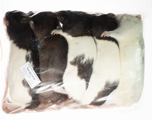 Szczur mrożony  250-300g   (opakowania 25, 50, 100 szt.)