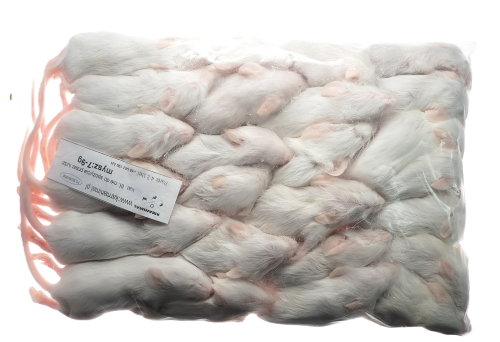 Mysz mrożona  7-9g (25szt/opak)