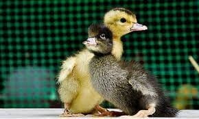 Kaczka jednodniowa mrożona 50-80g - 0,5kg/opak. 