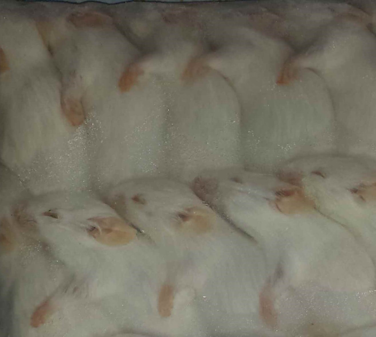 Mysz 25-30g
