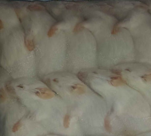 Mysz mrożona 16-20g