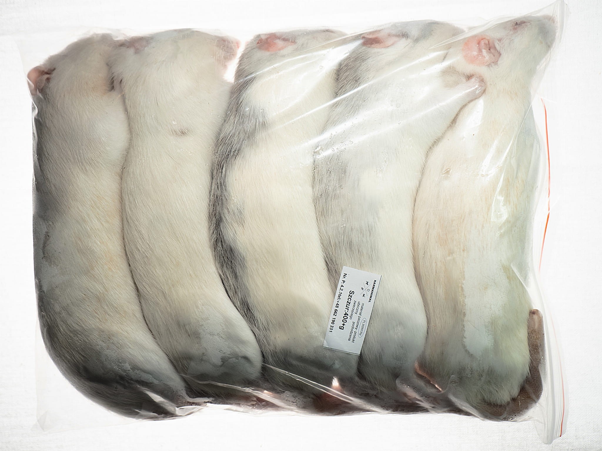 Szczur mrożony 400g+ - obrazek 2
