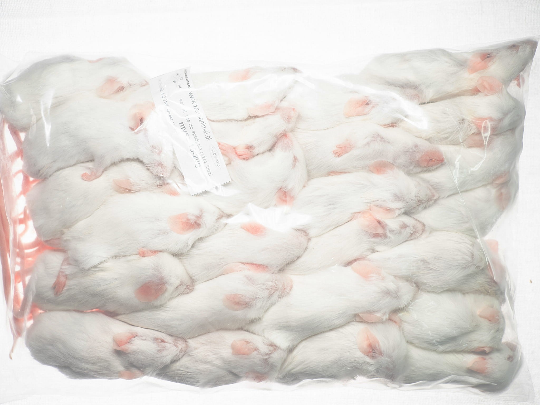 Mysz mrożona 16-20g - obrazek 3