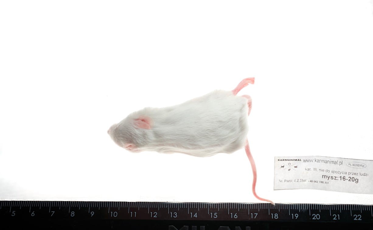 Mysz mrożona 16-20g - obrazek 4