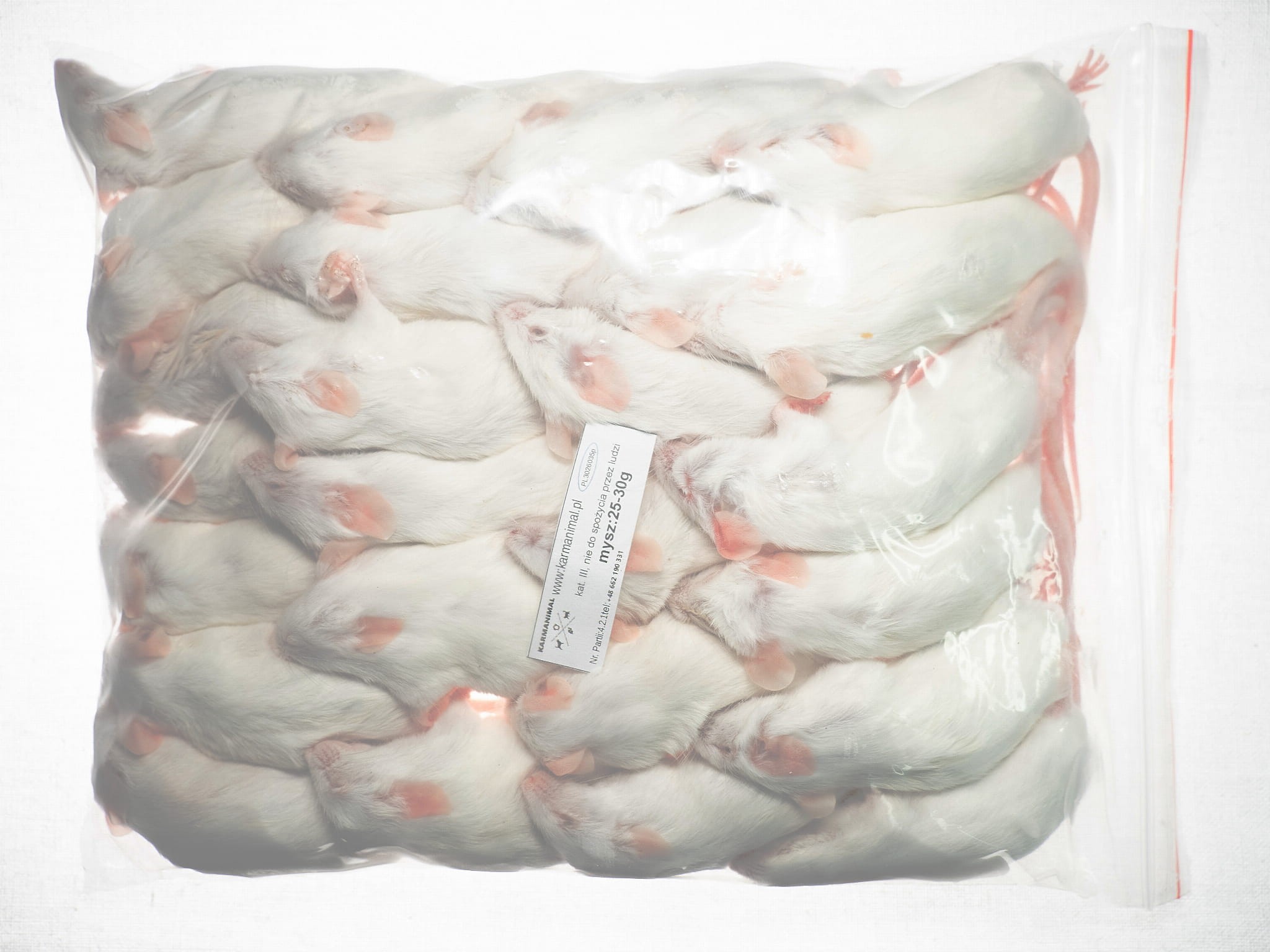 Mysz 25-30g - obrazek 2