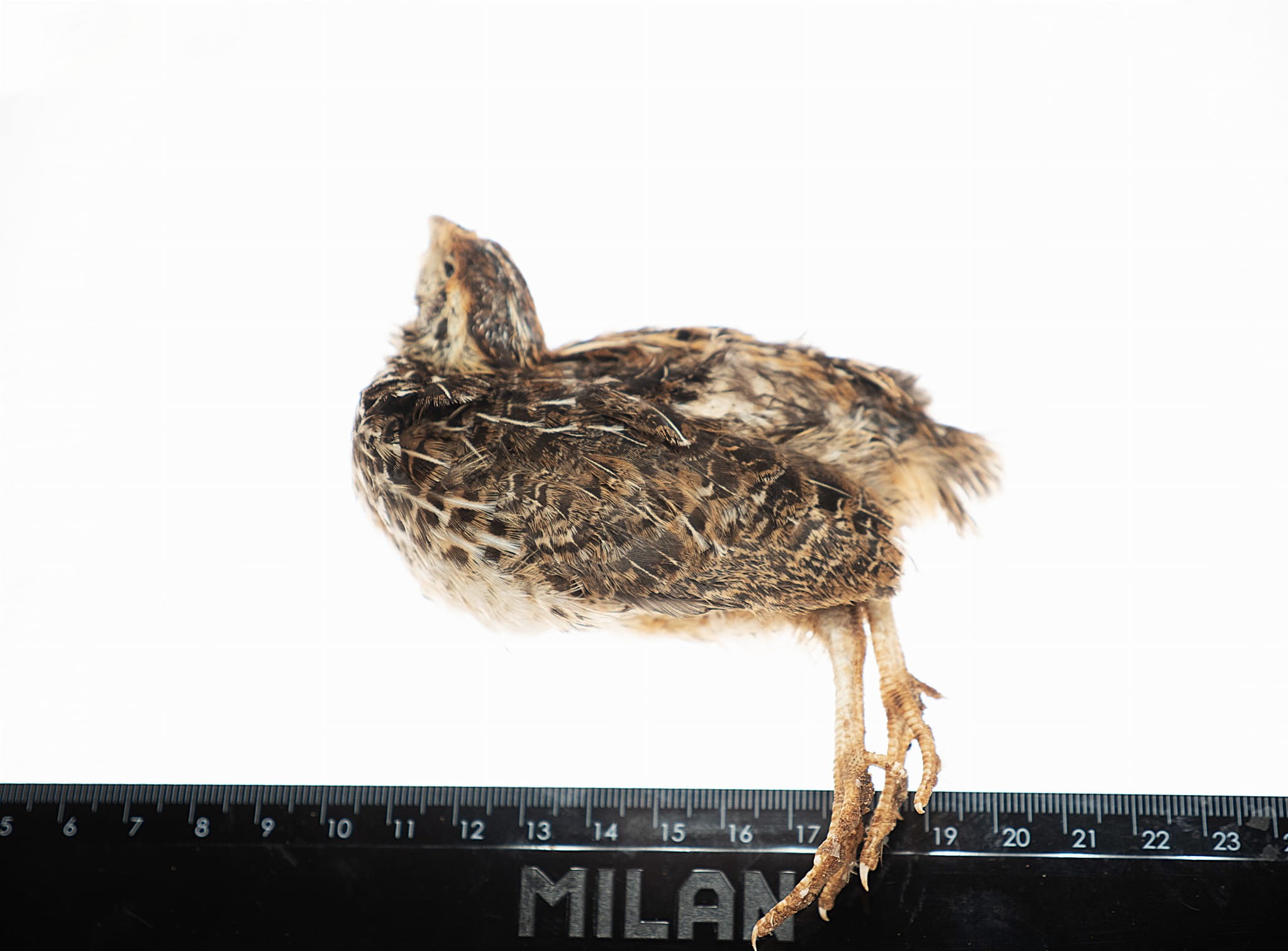 Przepiórka mrożona 30-50g (10szt/opak) - obrazek 2