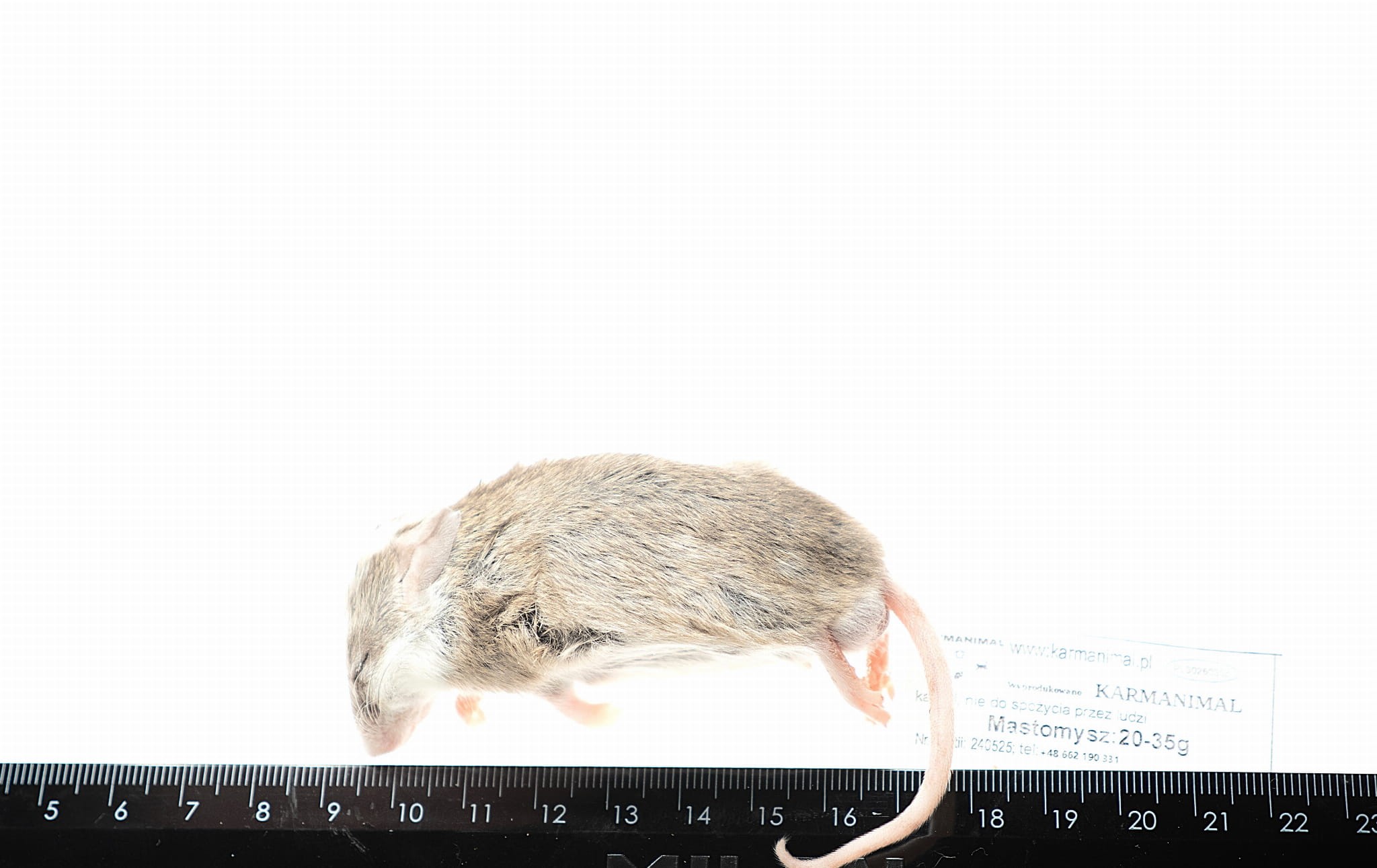 Mastomysz mrożony 20-35g