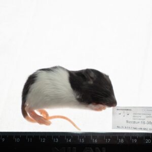 Szczur mrożony 15-30g 50 szt