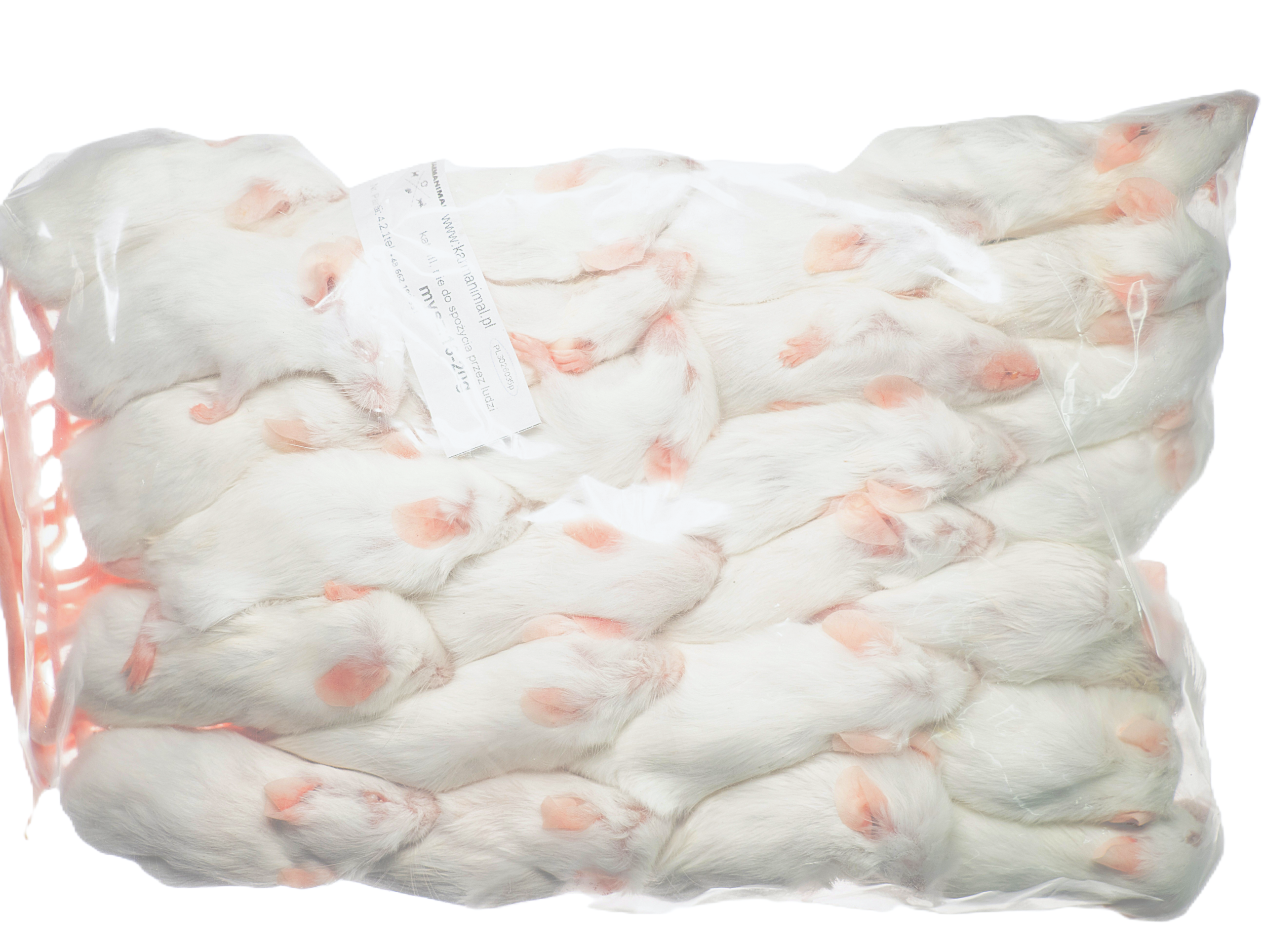 Mysz mrożona 16-20g - obrazek 2