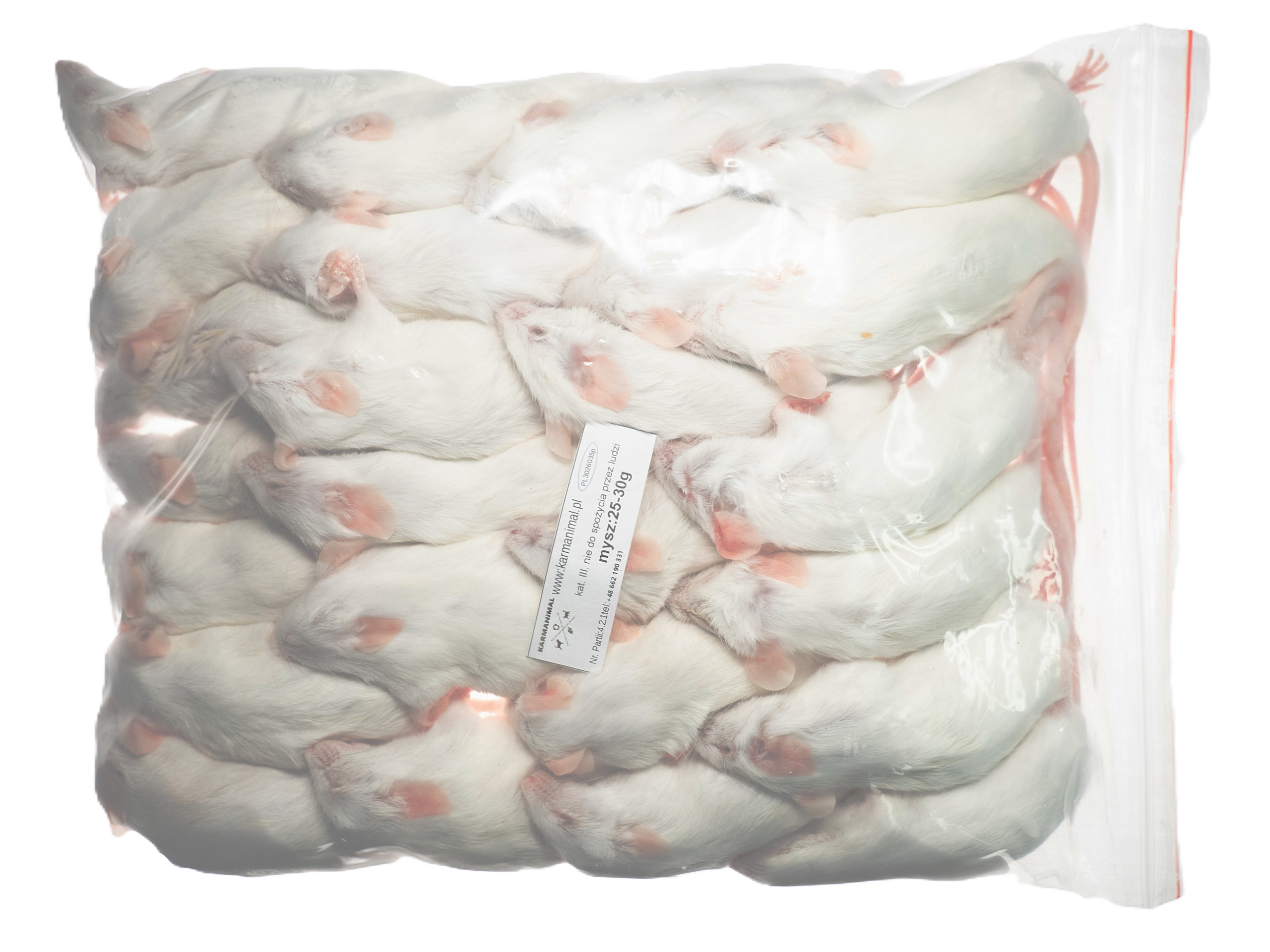 Mysz 25-30g - obrazek 3