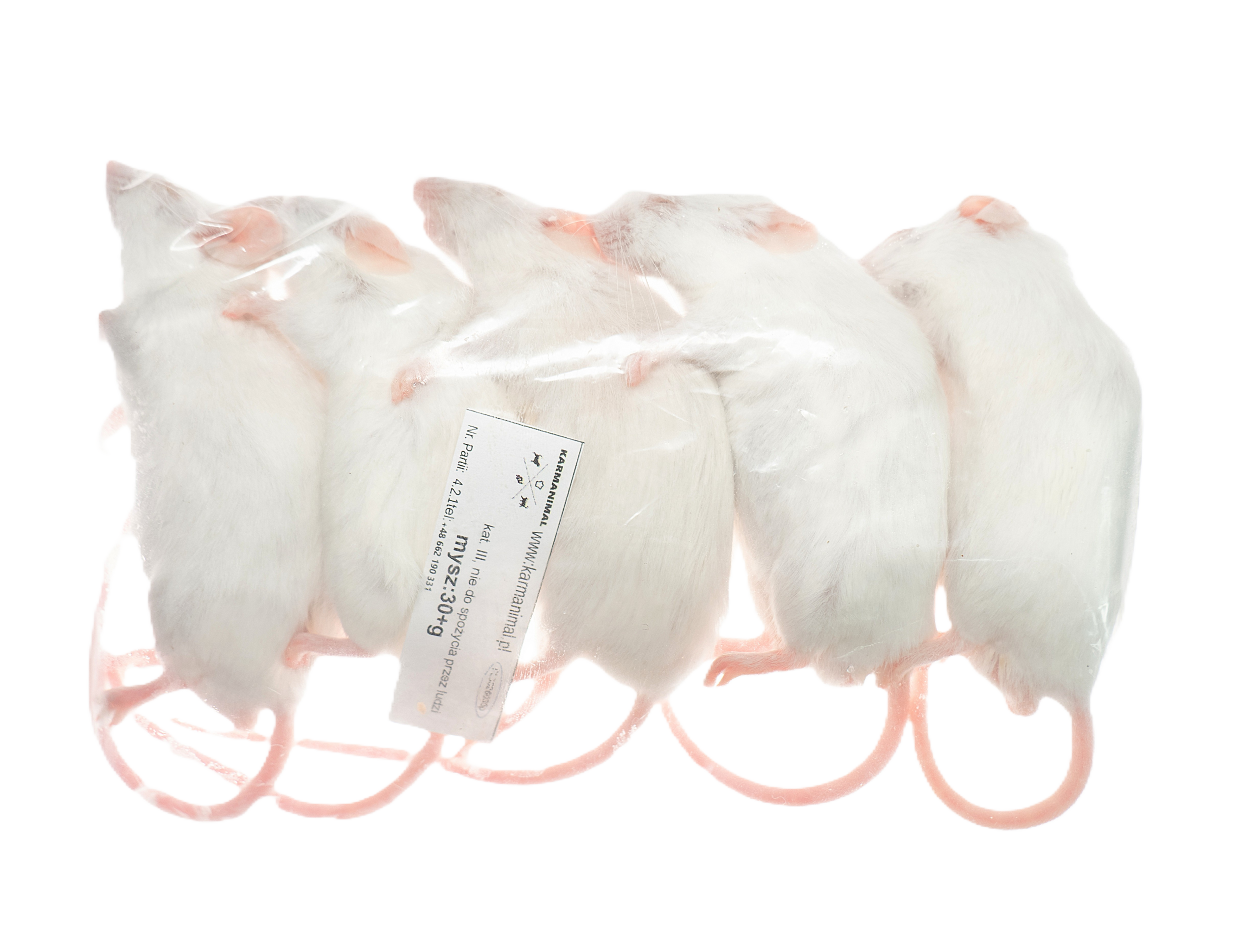Mysz mrożona 30g+ - obrazek 3