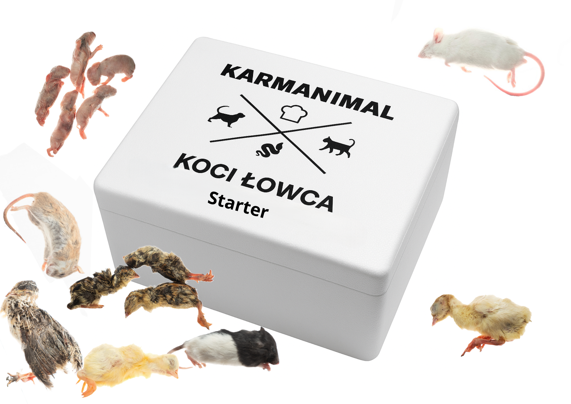 Koci łowca- 14 dni ( ok. 2,5 kg) - obrazek 2